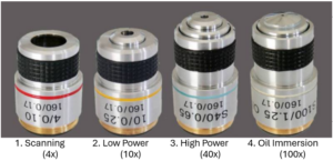 This picture shows the different types of objective lenses, They are Scanning (4X), Low Power (10X) High Power (40X) and Oil Immersion (100X)
