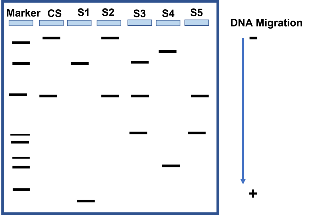 Restriction enzyme digests of plasmid DNA on agarose gel after electrophoresis.The wells have DNA drom Crime scene and the five different suspects.
