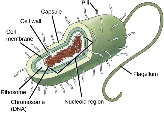 figure_03_05 prokaryote