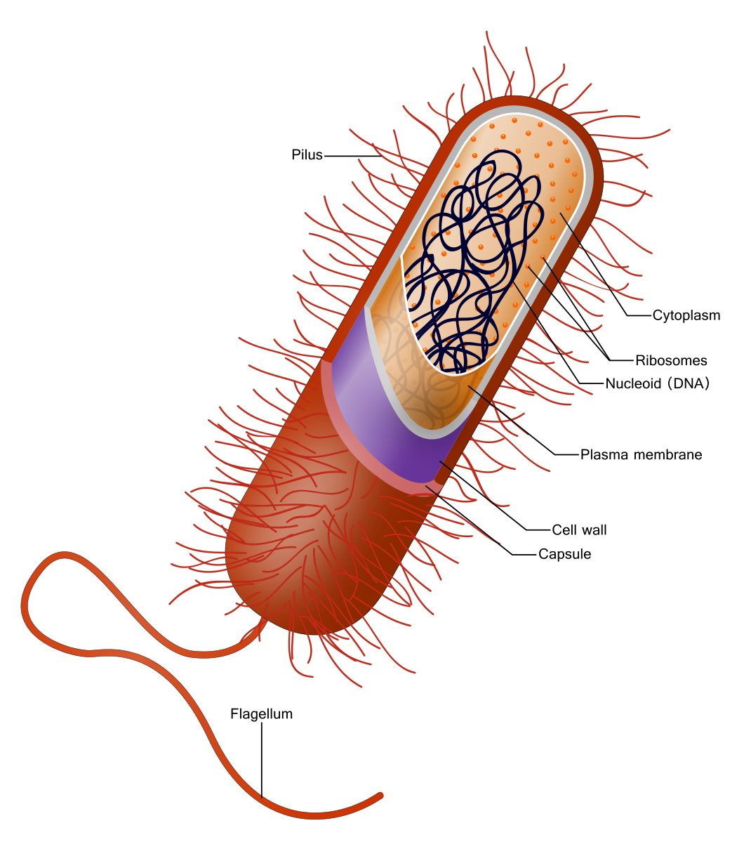 oval-shaped bacterial cell with small hairs (cilia) and a long tail (flagella)