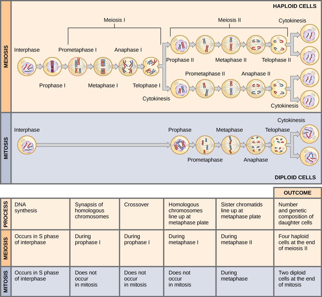 Diagram comparing mitosis and meiosis, showing that mitosis produces two identical diploid cells while meiosis produces four unique haploid cells.