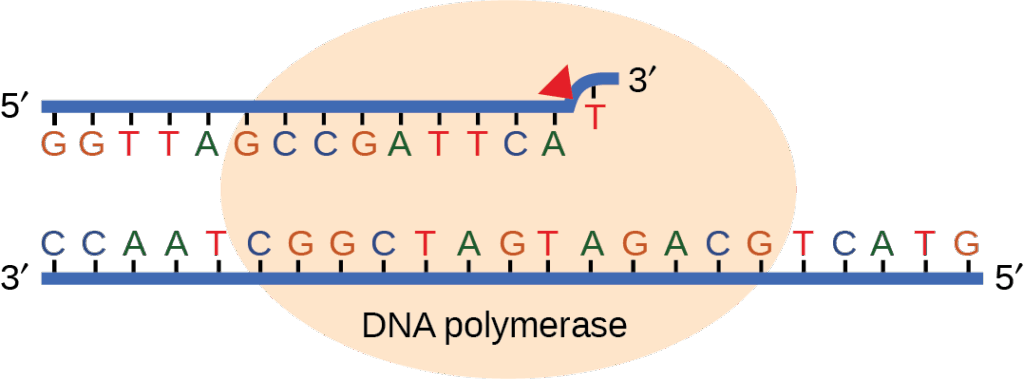 Illustration shows D N A polymerase replicating a strand of D N A. The enzyme has accidentally inserted G opposite A, resulting in a bulge. The enzyme backs up to fix the error.
