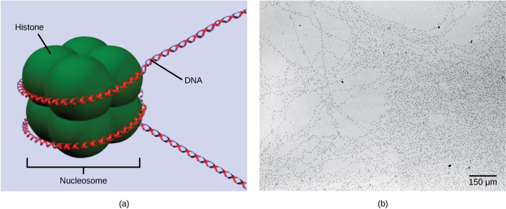 Part A depicts a nucleosome composed of spherical histone proteins that are fused together. A double-stranded D N A helix wraps around the nucleosome twice. Free D N A extends from either end of the nucleosome. Part B is an electron micrograph of D N A that is associated with nucleosomes. Each nucleosome looks like a bead. The beads are connected together by free D N A. Nine beads strung together is approximately 150 n m across.