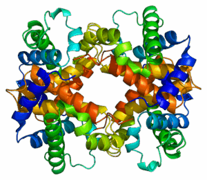 ribbon protein structure