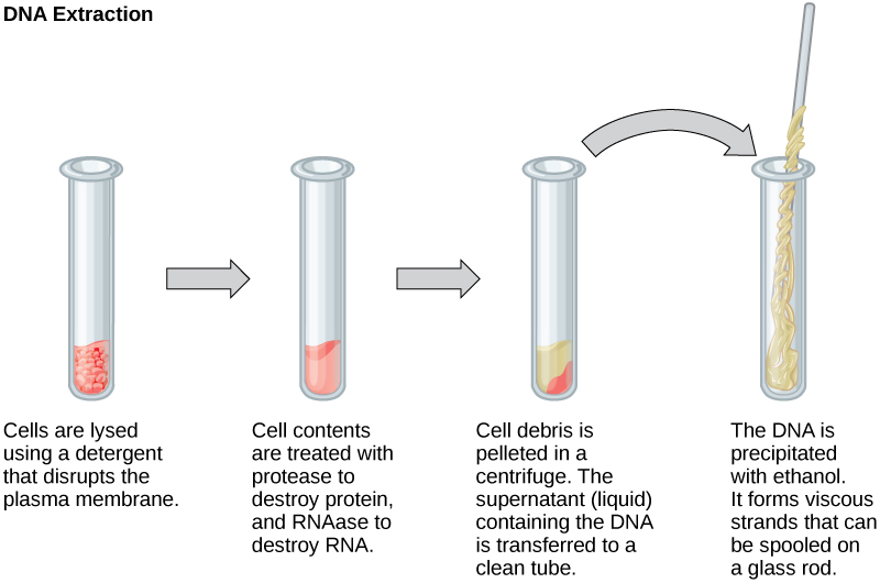 Four-step process of DNA extraction from cells using detergent, enzymes, and ethanol.