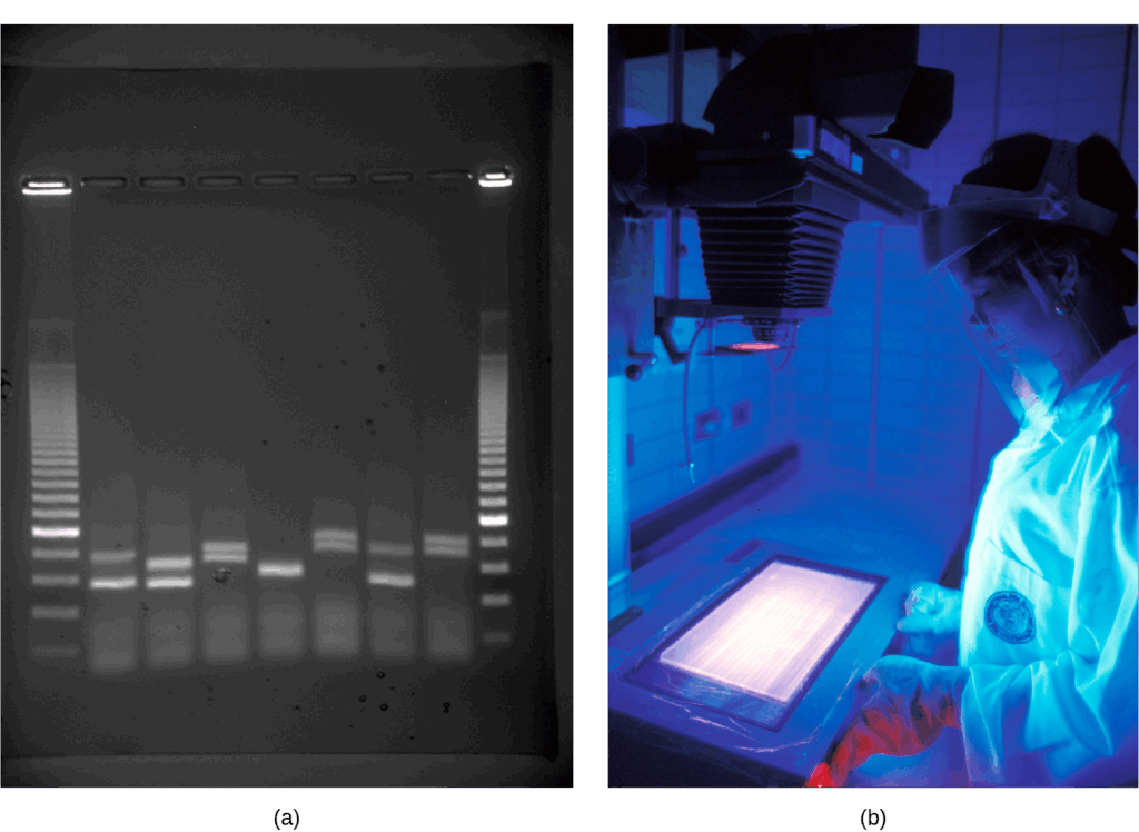 Agarose gel under UV light showing DNA bands of varying sizes in nine lanes; lanes 1 and 9 are DNA standards, and lanes 2–8 show one or two bands each. A researcher observes DNA under UV light.