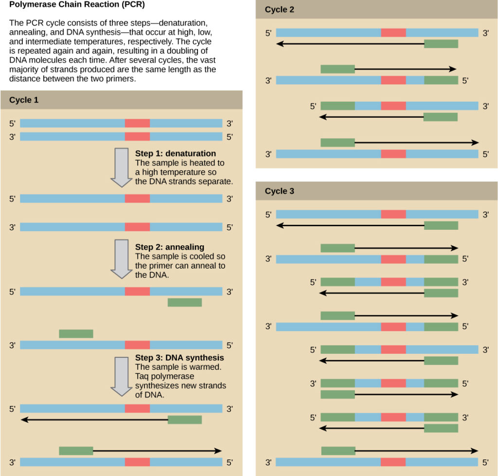 Illustration of the PCR process, where DNA is repeatedly heated, cooled, and extended by Taq polymerase to exponentially amplify a target sequence.