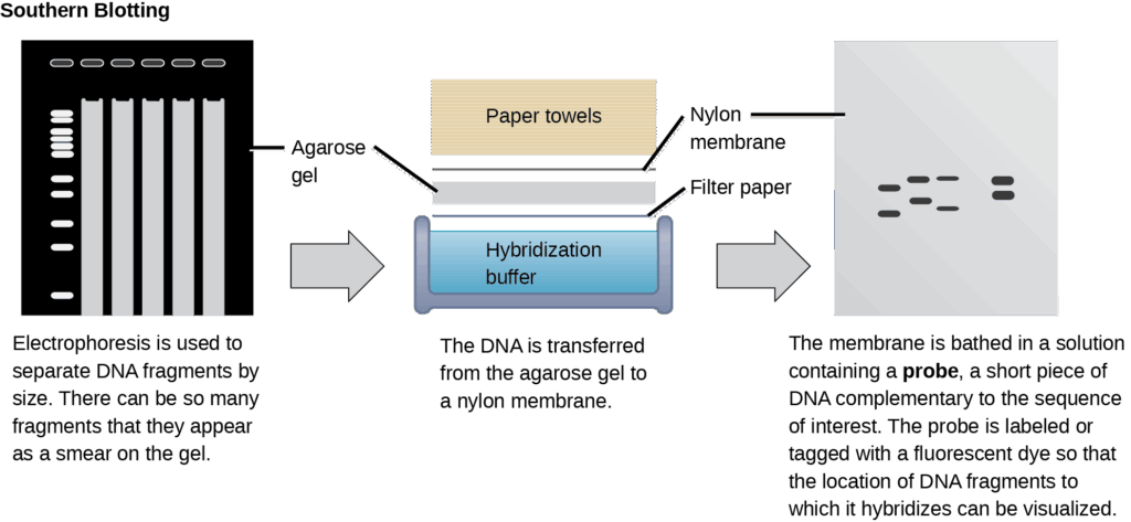 Diagram showing Southern blotting: DNA fragments separated by gel electrophoresis, transferred to a membrane, and detected with a labeled probe.