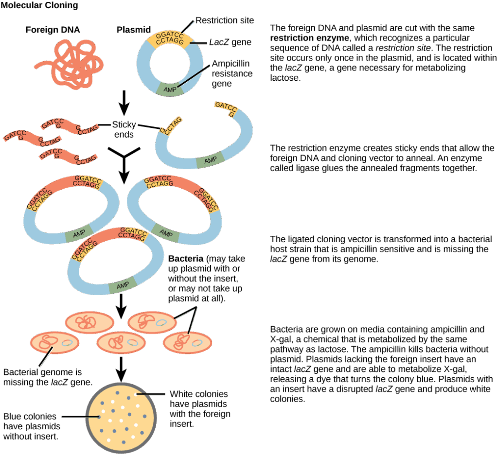 Diagram showing molecular cloning into a plasmid vector: DNA fragment inserted into the lacZ gene, ligated, transformed into bacteria, and identified by blue-white screening.