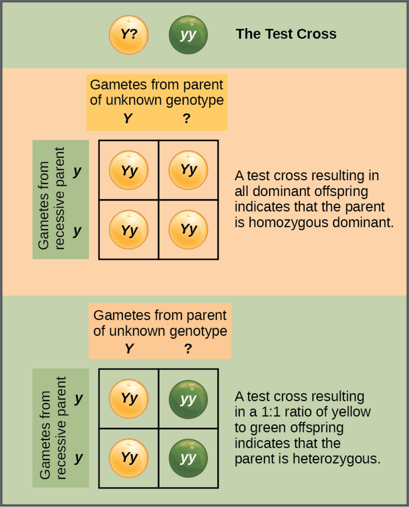 In a test cross, a parent with a dominant phenotype but unknown genotype is crossed with a recessive parent. If the parent with the unknown phenotype is homozygous dominant, all of the resulting offspring will have at least one dominant allele. If the parent with the unknown phenotype is heterozygous, fifty percent of the offspring will inherit a recessive allele from both parents and will have the recessive phenotype.