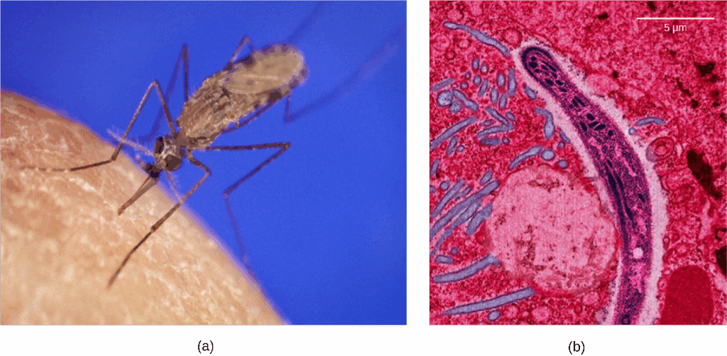 Photo a shows the Anopheles gambiae mosquito, which carries malaria.