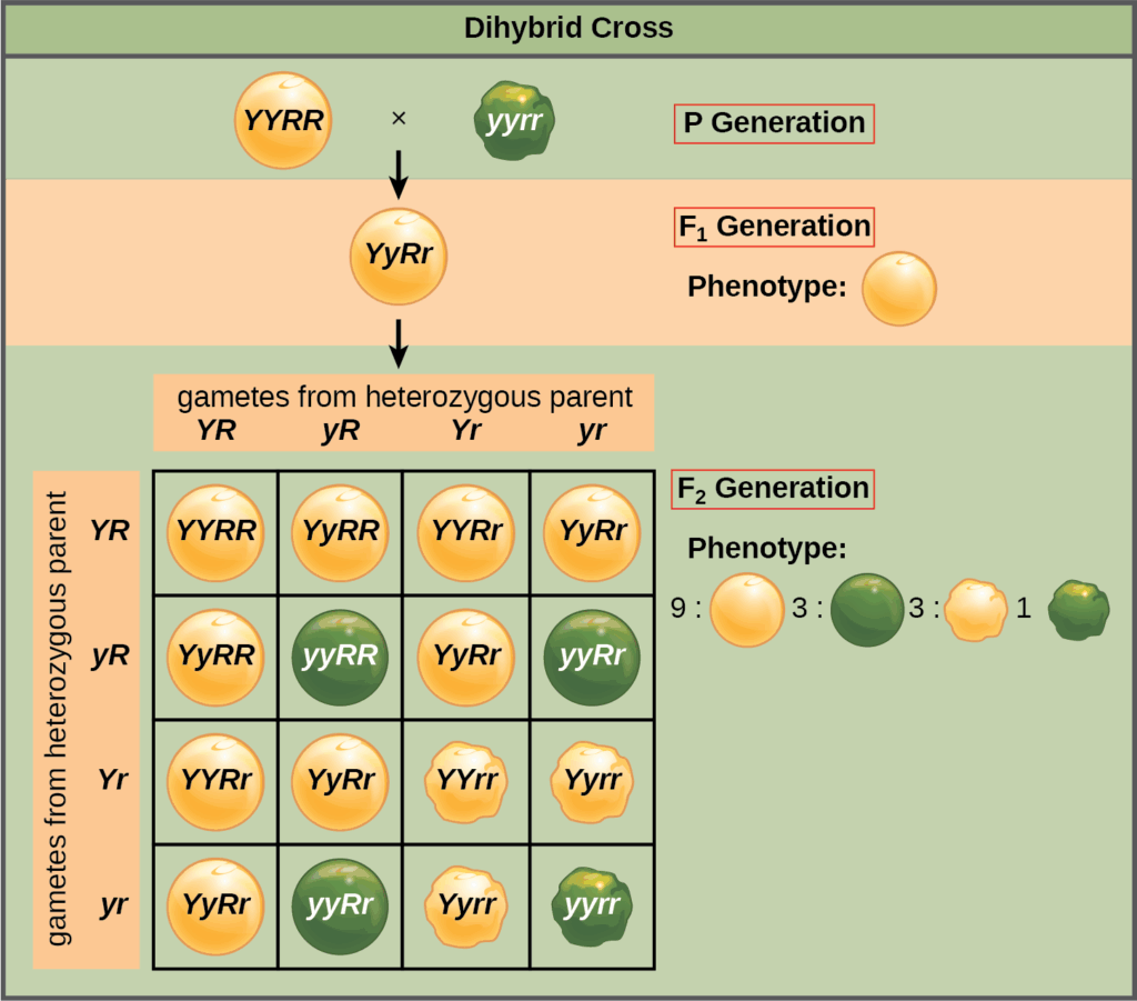 This illustration shows a dihybrid cross between pea plants. In the upper case P generation, a plant that has the homozygous dominant phenotype of round, yellow peas is crossed with a plant with the homozygous recessive phenotype of wrinkled, green peas. The resulting F subscript 1 baseline offspring have a heterozygous genotype and round, yellow peas. Self-pollination of the F subscript 1 baseline generation results in F subscript 2 baseline offspring with a phenotypic ratio of 9 colon 3 colon 3 colon 1 for yellow round, green round, yellow wrinkled and green wrinkled peas, respectively.