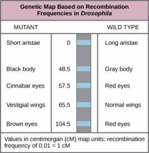 This genetic map orders Drosophila genes on the basis of recombination frequency.