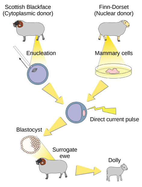 Illustration showing cloning of Dolly the sheep: nucleus from a Finn Dorset mammary cell fused with an enucleated Scottish Blackface egg and implanted in a surrogate.