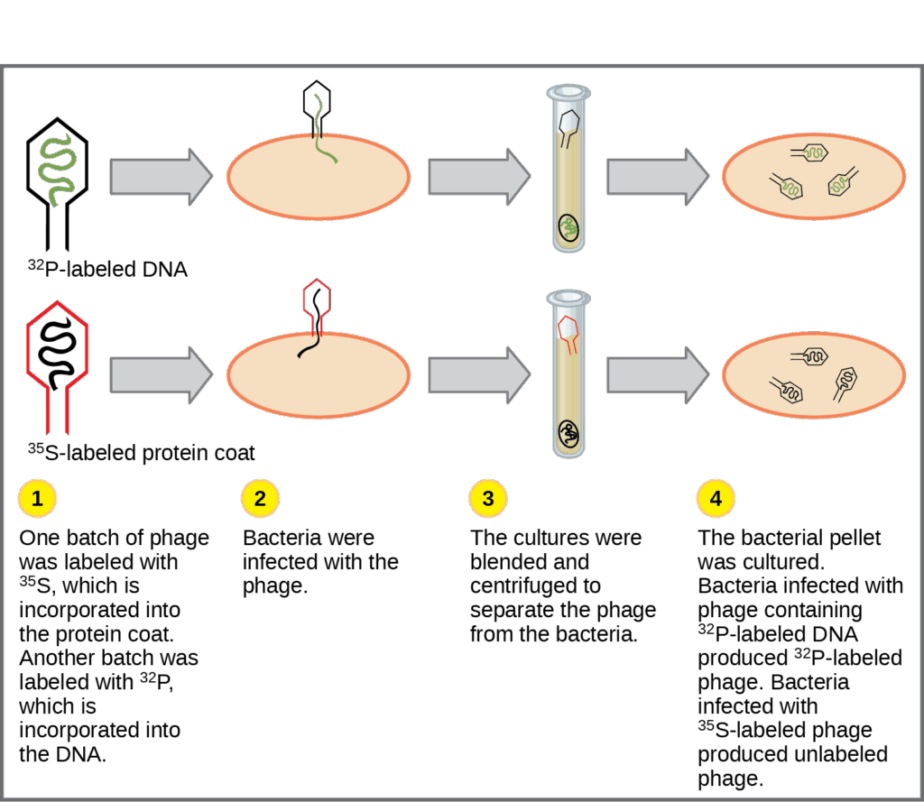 Illustration shows bacteria being infected by phage labeled with superscript 35 baseline upper case S, which is incorporated into the protein coat, or superscript 32 baseline upper case P, which is incorporated into the D N A. Infected bacteria were separated from phage by centrifugation and cultured. The bacteria that had been infected with phage containing superscript 32 baseline upper P labeled D N A made radioactive phage. The bacteria that had been infected with superscript 35 baseline upper S labeled phage produced unlabeled phage. The results support the hypothesis that D N A, and not protein, is the genetic material.