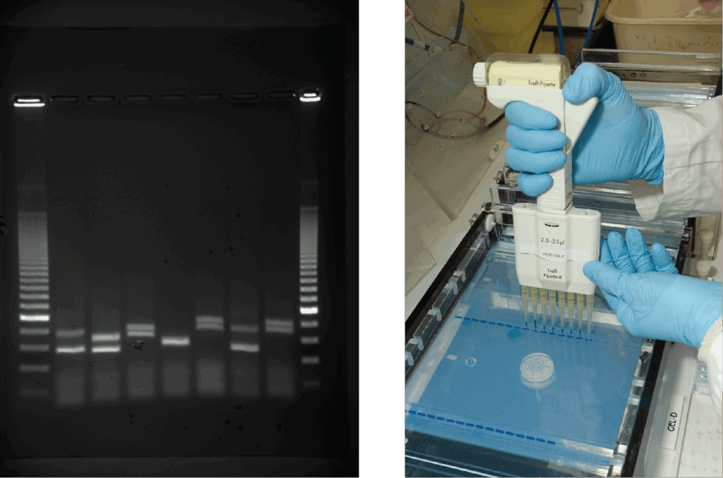 Image shows a person using a handheld device with eight pipettes holding DNA material. The person places the device's pipettes directly over a prepared gel inside an electrphoresis machine. The gel already contains several lines of material where the user has previouly loaded DNA material.