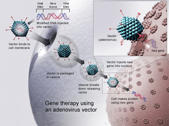 Illustration showing gene therapy with an adenovirus vector: defective gene replaced by a healthy copy delivered via modified virus.