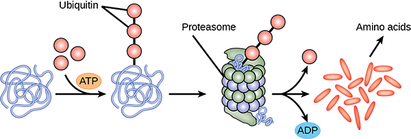 Diagram showing ubiquitin-tagged protein entering a proteasome, where it is degraded into amino acids and ubiquitin is released.