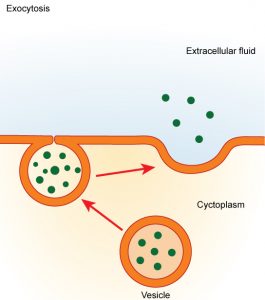 exocytosis