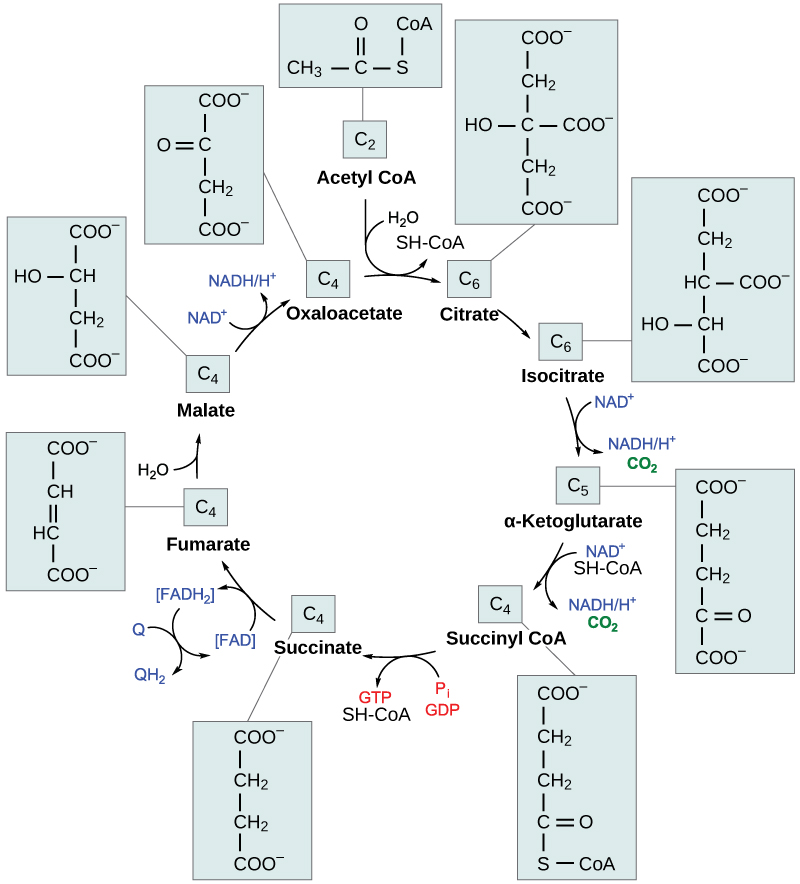 citric acid cycle