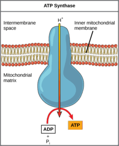 ATP Synthase