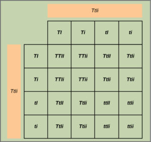 This figure shows all possible combinations of offspring resulting from a dihybrid cross of pea plants that are heterozygous for the tall slash dwarf and inflated slash constricted alleles.