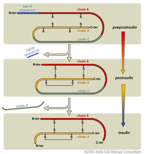 diagram showing maturation of insulin