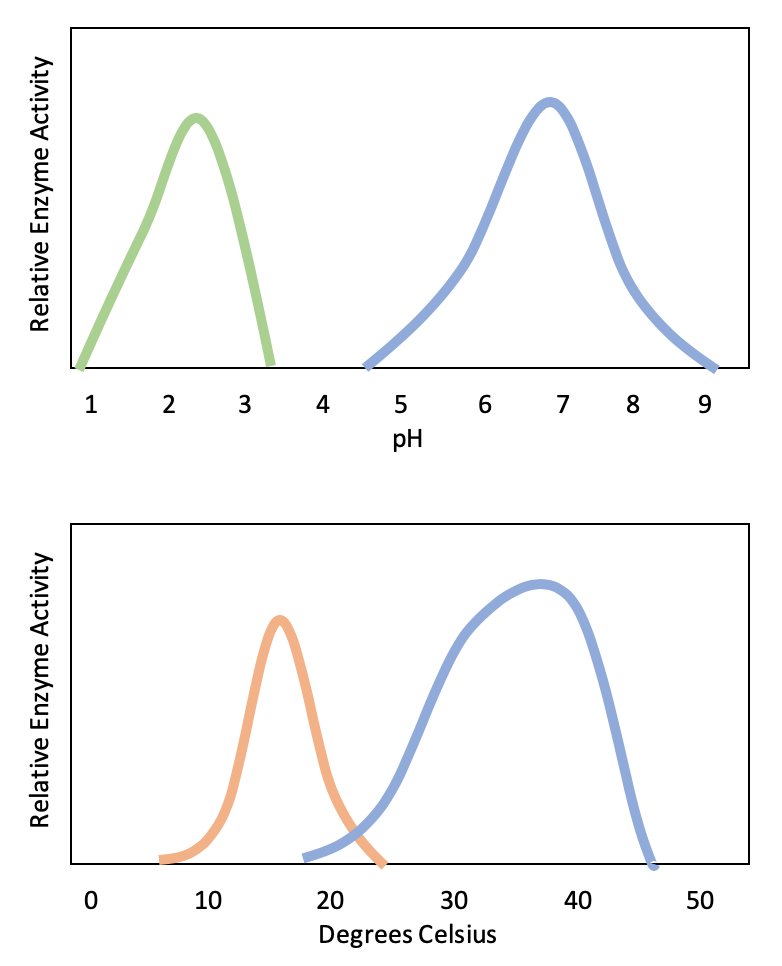 Graphs showing effect of temperature and pH on amylase. each graph has a bell-curve shape above the optimum pH