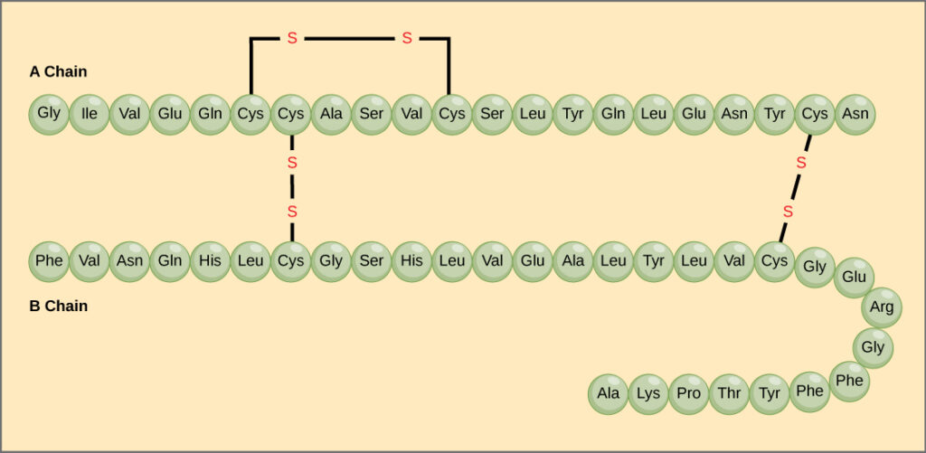 amino acid chain for insulin