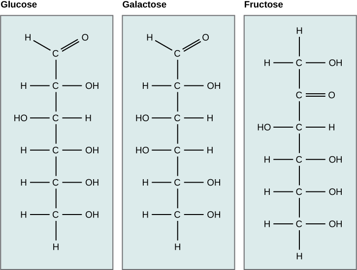 Glucose, galactose, and fructose are all hexoses. They are structural isomers