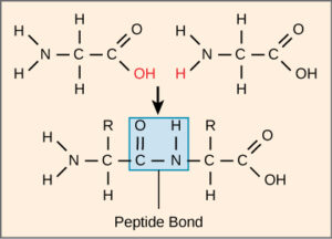 chemical structure of peptide bond