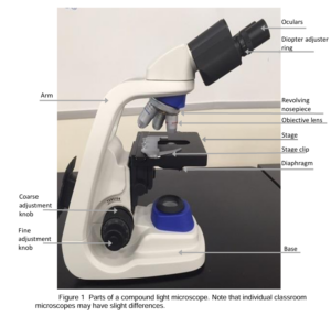 Microcope image labeled