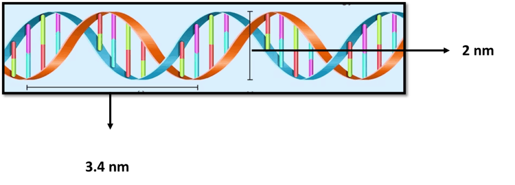 This photo illustrates DNA structure