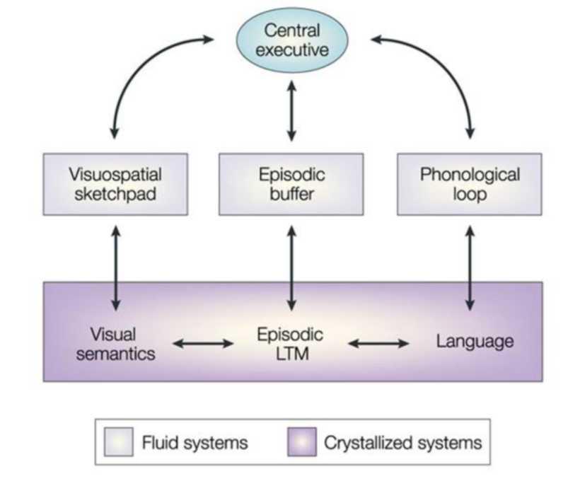 A diagram of the components of working memory. At the bottom are the crystallized systems, like visual semantics, episodic LTM, and language. These flow into each other. Each of the crystallized systems flows into a fluid system, which then flows into the central executive. Visual semantics flows into visuospatial sketchpad. Episodic LTM flows into episodic buffer. Language flows into phonological loop.
