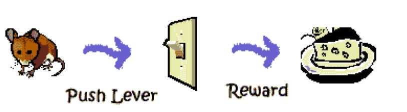 A flowchart showing that a mouse pushes lever and is rewarded with cheese.